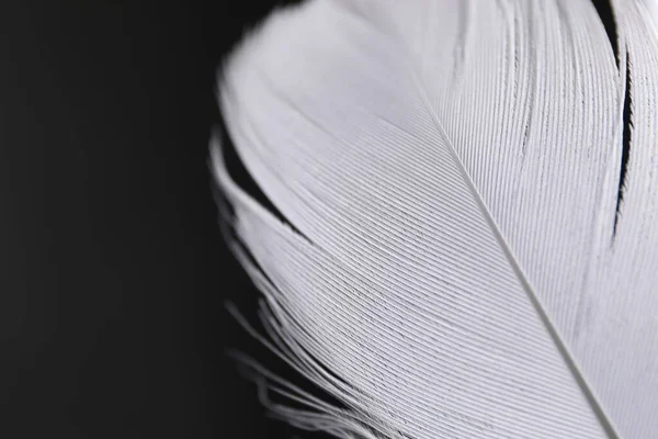 毛茸茸的白色羽毛在黑色的背景上 案文的篇幅 — 图库照片