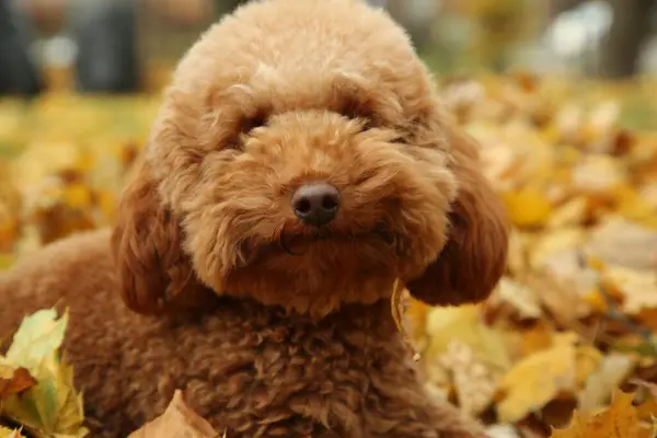 Cute dog near autumn dry leaves outdoors, closeup