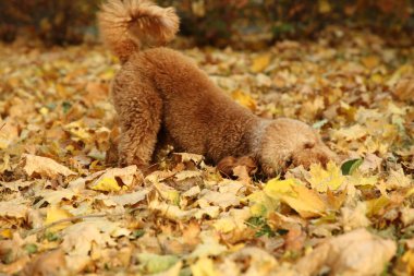 Sonbahara yakın sevimli bir köpek. Açık havada kuru yapraklar.