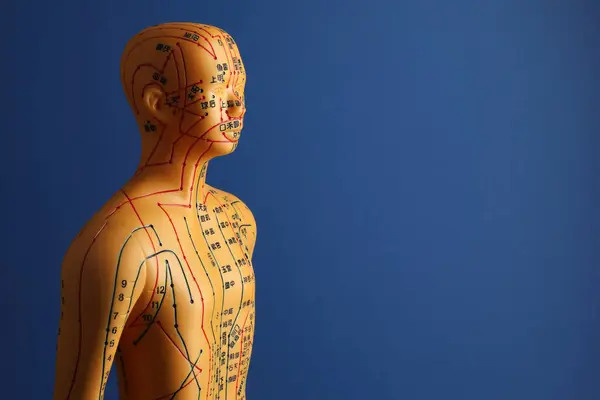 Acupuncture model. Mannequin with dots and lines on blue background, space for text