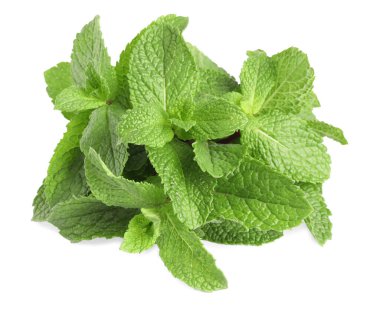 Yeşil yapraklı taze nane bitkisi beyaz üzerine izole edilmiş.