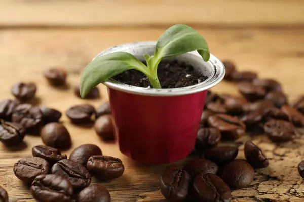 Coffee Capsule Seedling Beans Table Closeup — Stock Photo, Image