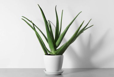 Yeşil aloe vera tencerede beyaz duvarın yanındaki masada