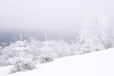 Kışın karlı dağlarda karla kaplı ağaçların manzarası.