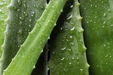 Arka planda su damlaları olan taze aloe vera yaprakları, yakın plan