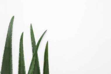 Beyaz arka planda taze aloe vera yaprakları, düz. Metin için boşluk
