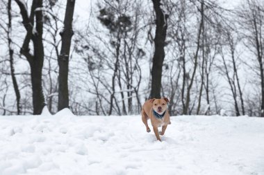 Karlı ormanda koşan sevimli bir köpek. Metin için boşluk