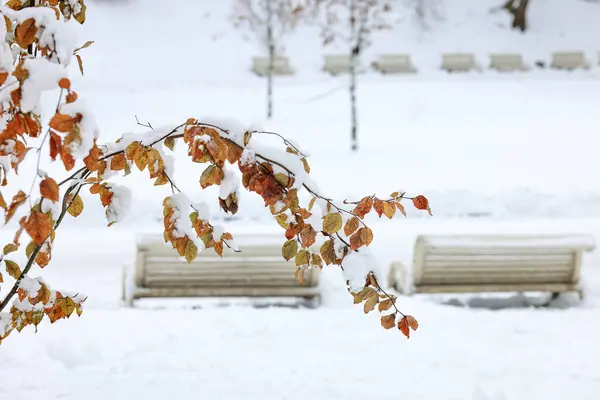 Vacker Trädgren Täckt Med Snö Vinterparken — Stockfoto