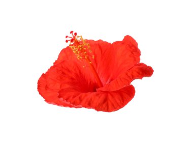Güzel kırmızı hibiscus çiçek üzerinde beyaz izole