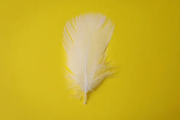 Fluffy white feather on yellow background, top view