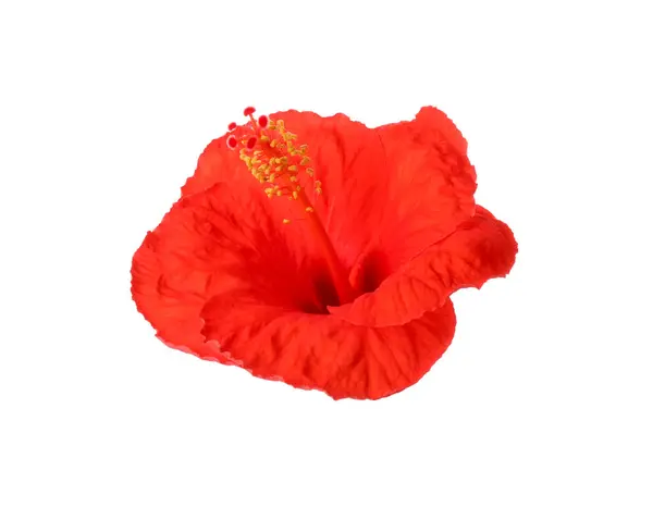 Beautiful Red Hibiscus Flower Isolated White Stock Picture