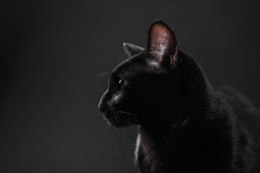 Siyah arka planda sevimli bir kedi, mesaj için yer var. Sevimli hayvan