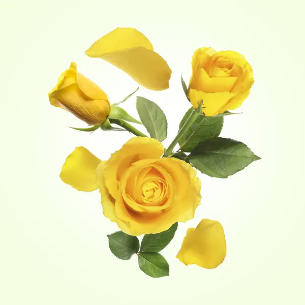 Gyönyörű Sárga Rózsák Levelek Levegőben Világoszöld Háttér — Stock Fotó