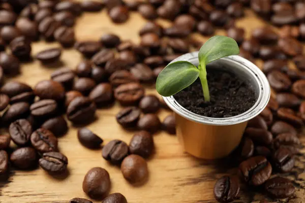 Coffee capsule with seedling and beans on wooden table, closeup. Space for text