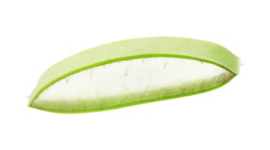 Yeşil aloe vera dilimi beyaza izole edilmiş