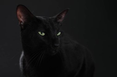 Siyah arka planda yeşil gözlü sevimli bir kedi. Sevimli hayvan