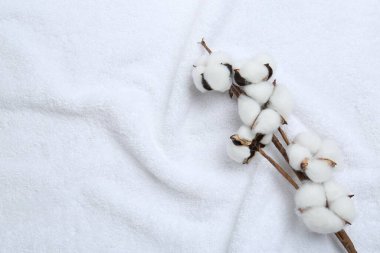 Beyaz havlu üzerinde pamuk çiçekleri, üst manzara.