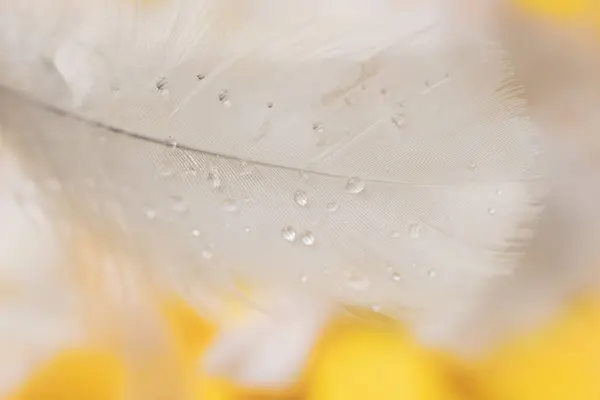 노란색 클로즈업에 물방울과 부드러운 — 스톡 사진