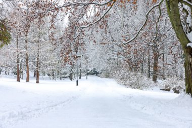 kar kış Park ile kaplı ağaçlar