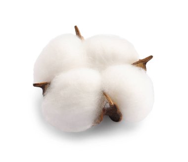 Yumuşak bir pamuk çiçeği beyaz üzerine izole edilmiş