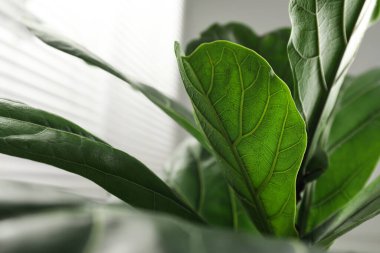 Fiddle Fig ya da Ficus Lyrata bitkisi. Arka planda yeşil yapraklar var. Yakın plan.