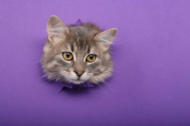 Mor kağıttaki delikten bakan sevimli bir kedi. Metin için boşluk