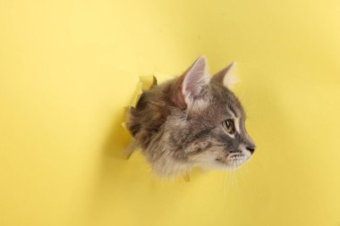 Sarı kağıttaki delikten bakan sevimli kedi.