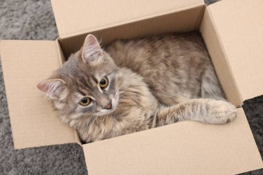 Halıdaki karton kutuda sevimli pofuduk kedi.