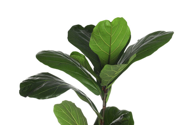 Fiddle Fig or Ficus Lyrata plant with green leaves on white background, closeup