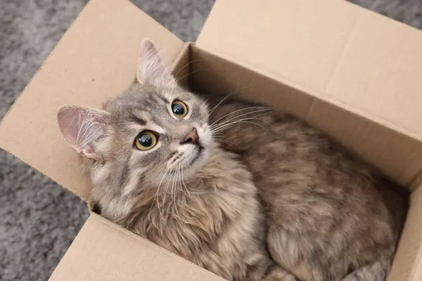 Cute fluffy cat in cardboard box on carpet