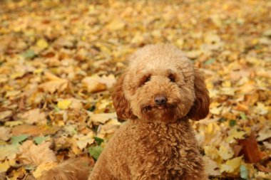 Sonbahara yakın sevimli bir köpek. Açık havada kuru yapraklar.