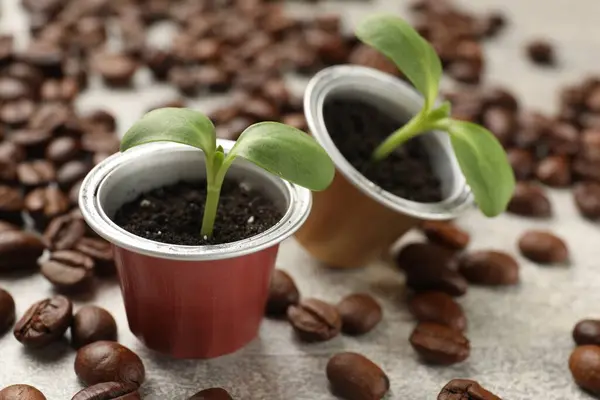 Coffee capsules with seedlings and beans on light grey table, closeup