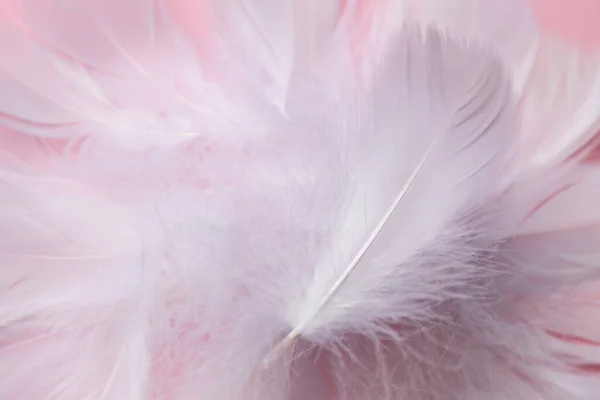 Fluffy Pták Peří Růžovém Pozadí Detailní Záběr — Stock fotografie