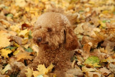 Sonbahara yakın sevimli bir köpek. Açık havada kuru yapraklar.