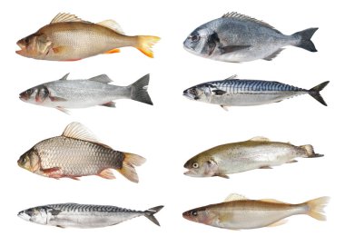 Farklı türde çiğ balıklar beyaz sette izole edilir.