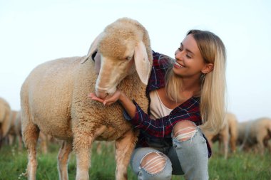 Gülen kadın otlakta sevimli koyunları besliyor. Çiftlik hayvanları