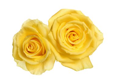 Güzel sarı güller beyaz üzerine izole edilmiş