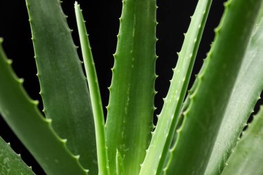 Siyah arkaplanda yeşil aloe vera bitkisi, yakın plan