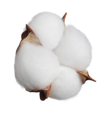 Güzel pofuduk pamuk çiçeği bembeyaz