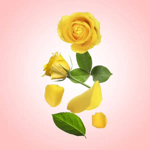 Όμορφα Κίτρινα Τριαντάφυλλα Και Πράσινα Φύλλα Στον Αέρα Ροζ Φόντο — Φωτογραφία Αρχείου