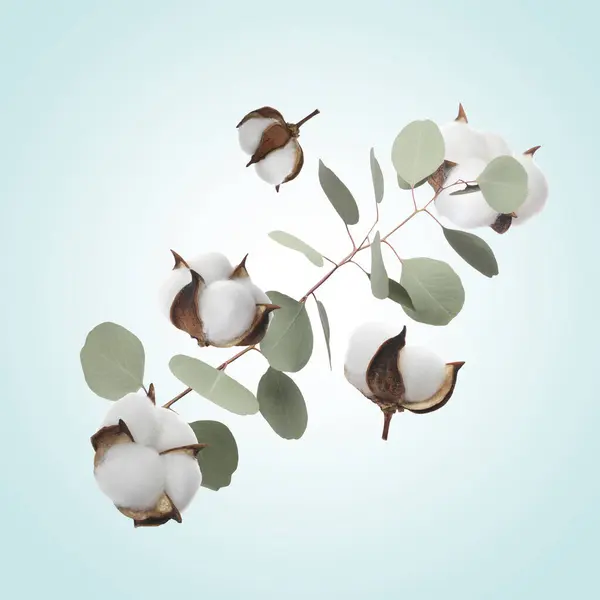 Cotton flowers and eucalyptus leaves falling on light blue gradient background