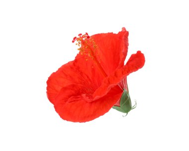 Güzel kırmızı hibiscus çiçek üzerinde beyaz izole