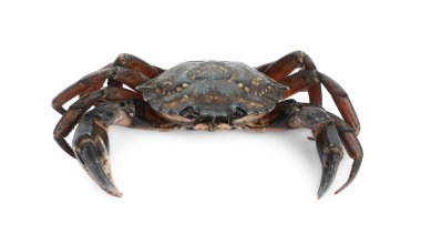 Bir taze çiğ yengeç beyazda izole edilmiş.