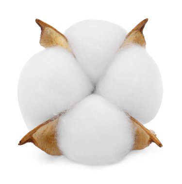 Bir pofuduk pamuk çiçeği beyaza izole edilmiş