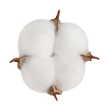 Bir pofuduk pamuk çiçeği beyaza izole edilmiş