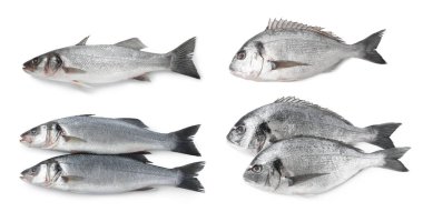 Farklı türde çiğ balıklar beyaz sette izole edilir.