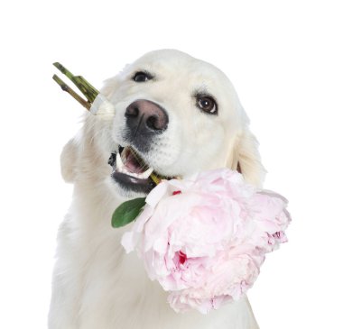 Beyaz arka planda güzel şakayık çiçekleri olan şirin Labrador Retriever.