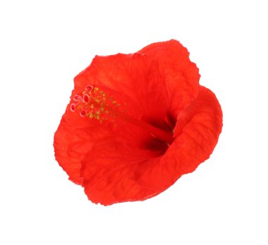 Güzel kırmızı hibiscus çiçek üzerinde beyaz izole