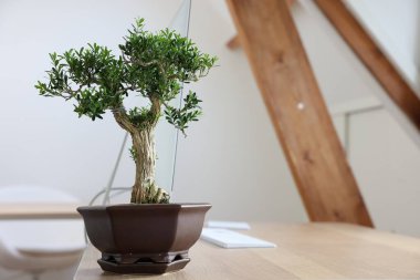 Güzel bonsai ağacı tencerede, ahşap masa içinde, metin için yer var.