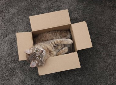 Halıdaki karton kutuda sevimli pofuduk kedi, üst manzara.